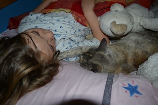 cats