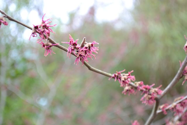 spring5