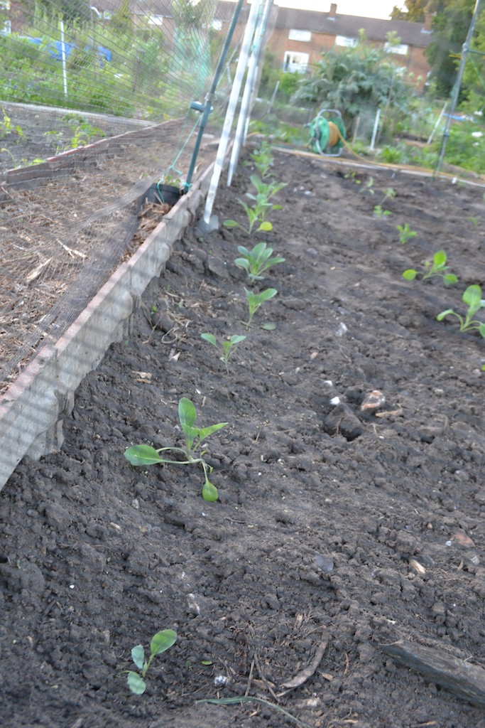Allotment 10