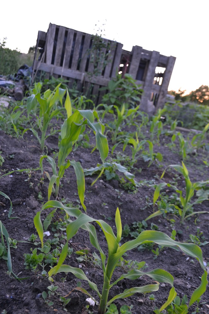 Allotment 11