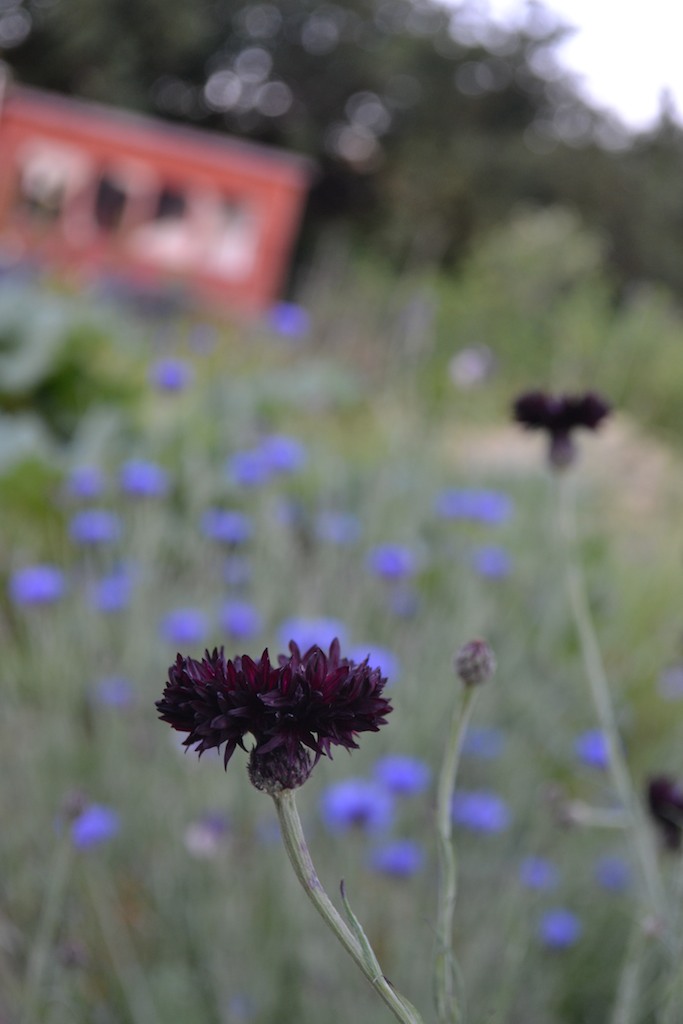 Allotment 12