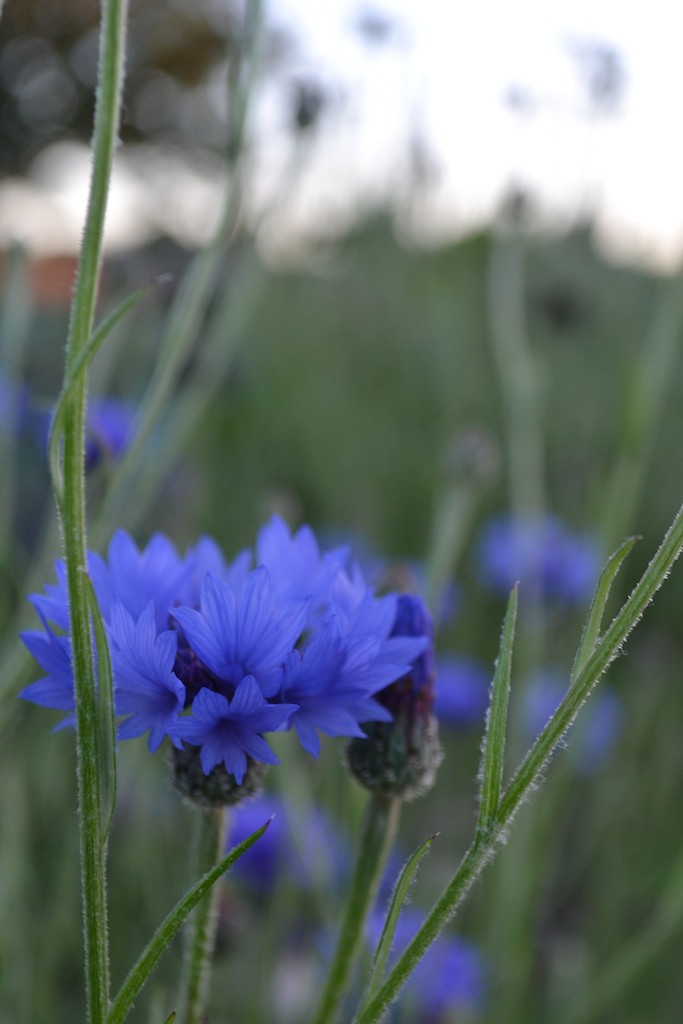 Allotment 13