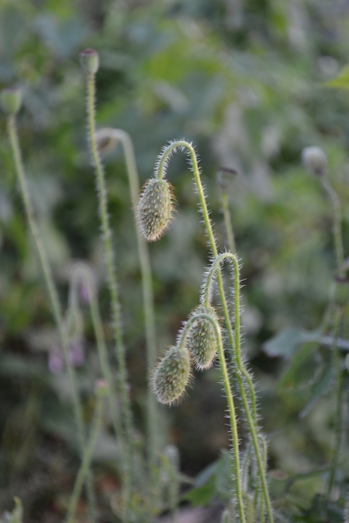 Allotment 14