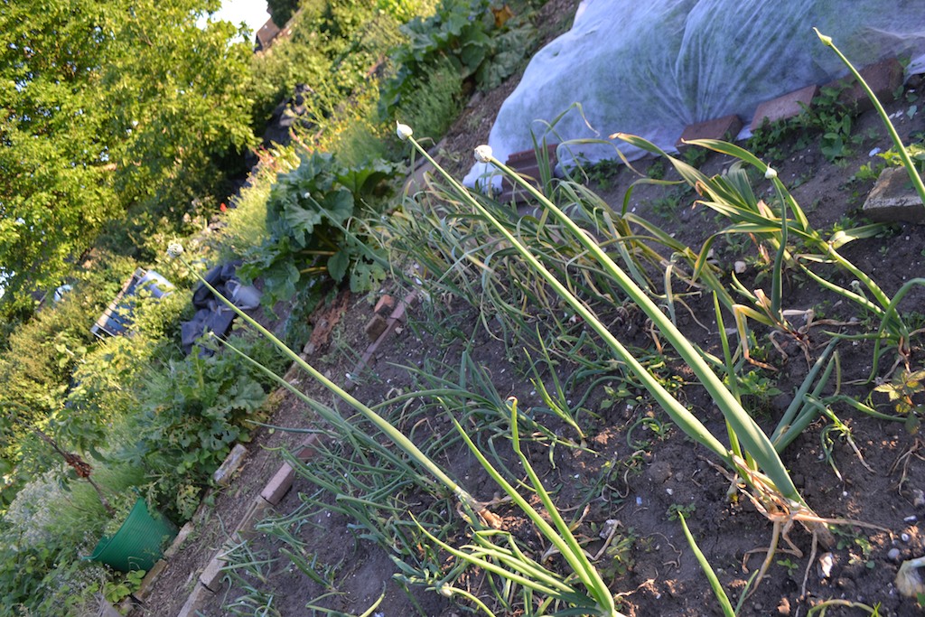 Allotment 18