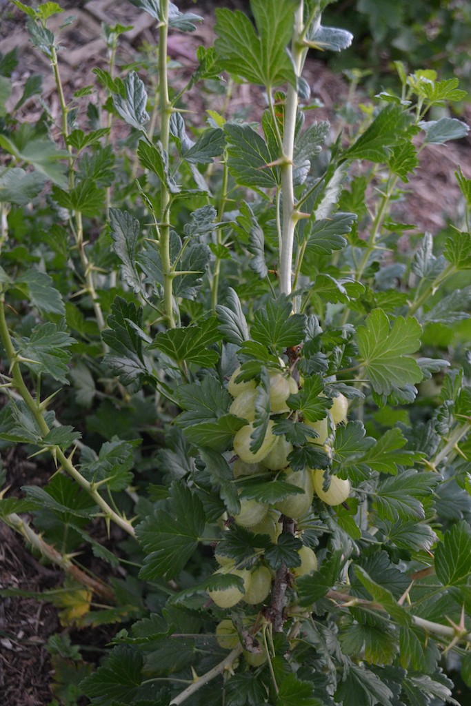 Allotment 2
