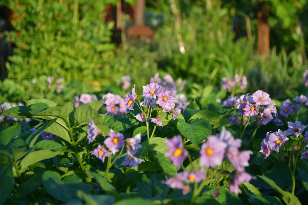 Allotment 20