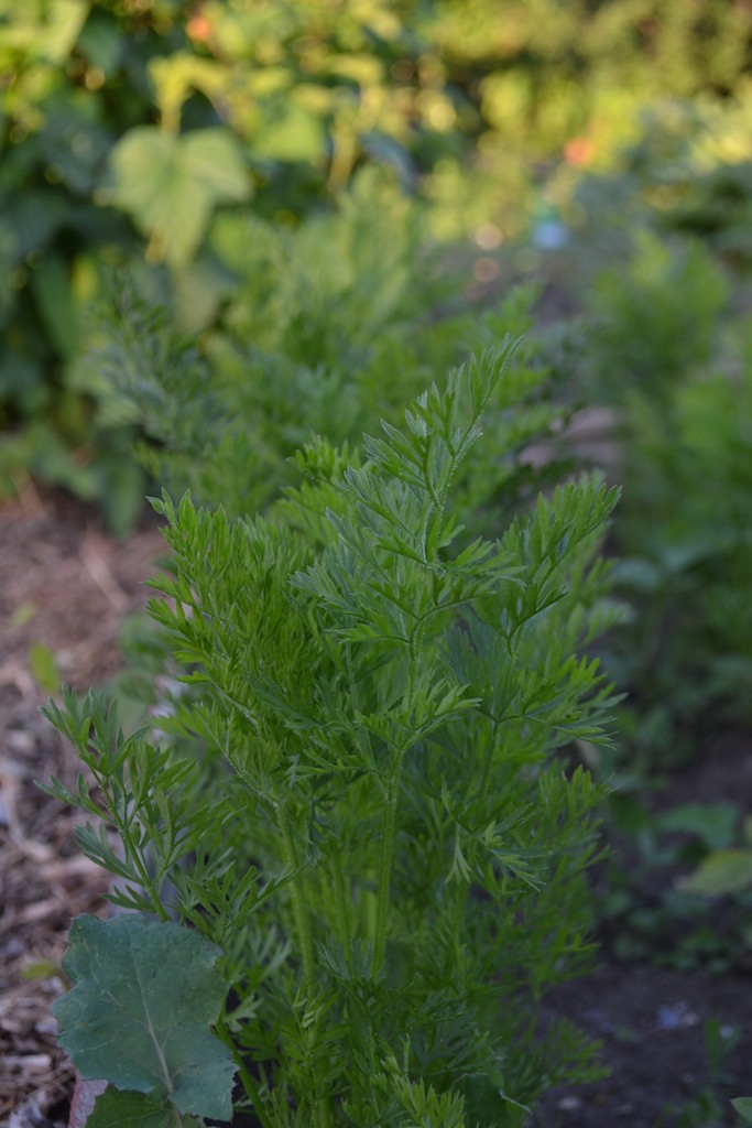 Allotment 21