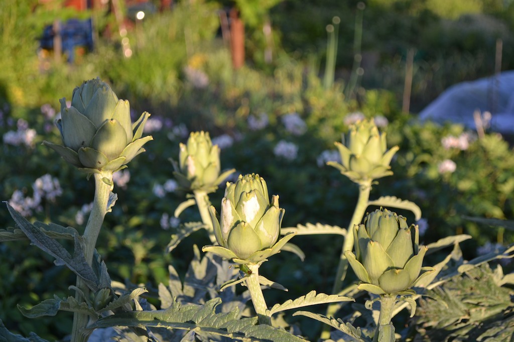 Allotment 22