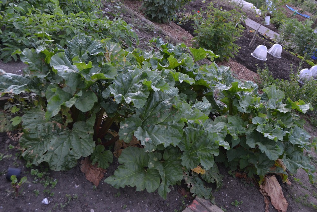 Allotment 3
