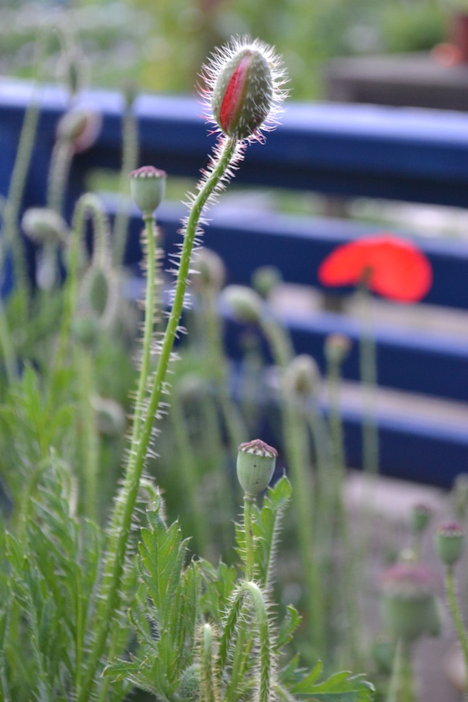 Allotment 4