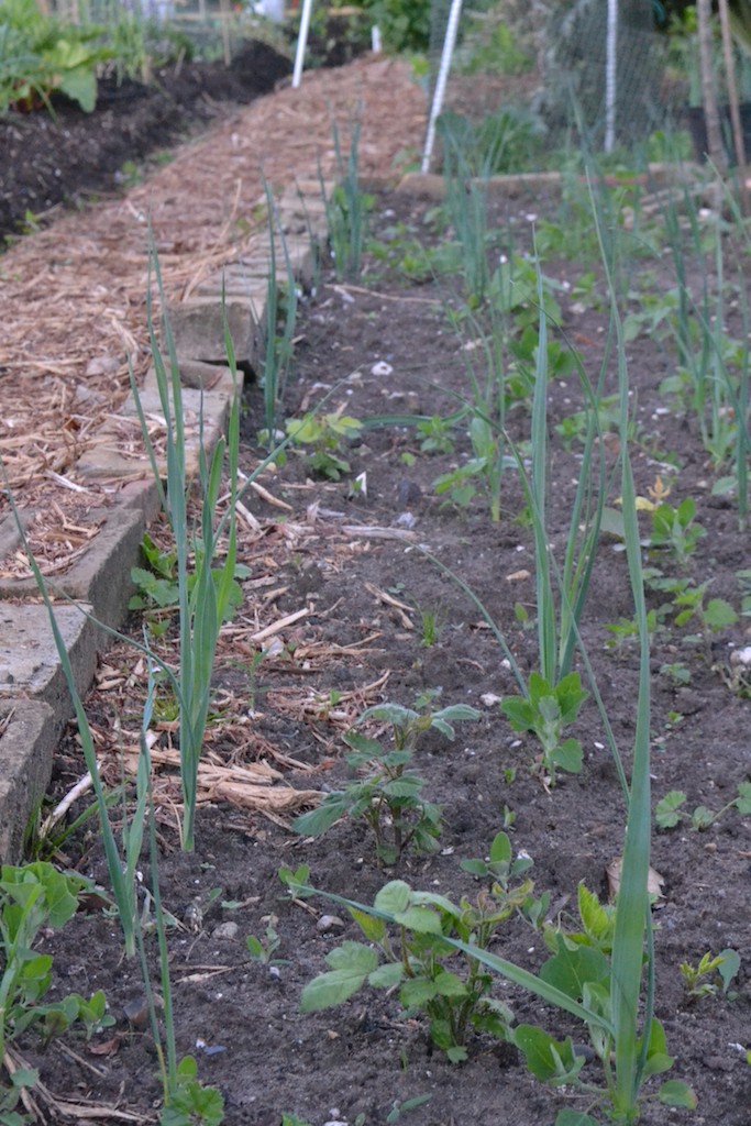 Allotment 5