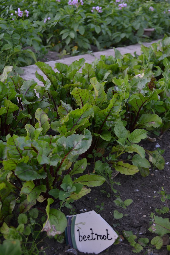 Allotment 8