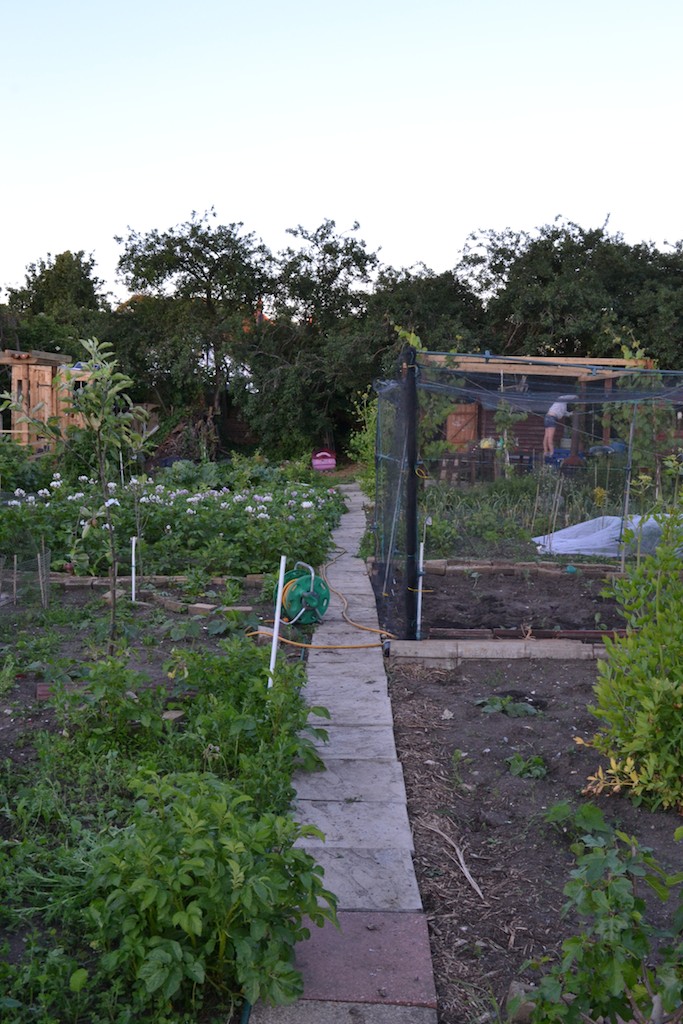 Allotment 9